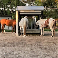 Drie paarden eten aan de getimede hooiruif
