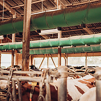 Lubratec Tube Air ventilatieslang in een koeienstal om het stalklimaat te verbeteren