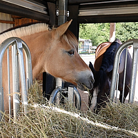 Paarden eten hooi van de voederhark