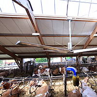 Zijaanzicht van een Lubratec plafondventilator in een koeienstal
