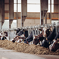 Koeien in de stal die eten, met verwijzing naar Lubratec SmartBox