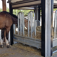 Paarden eten bij de geautomatiseerde voederbak