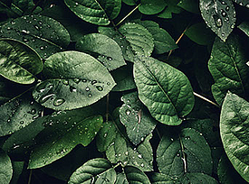 Groene bladeren symboliseren de duurzaamheid van het Fortrac T eco-geogrid gemaakt van 100% gerecycled PET