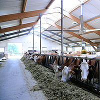 Onderaanzicht van een Lubratec plafondventilator in een koeienstal