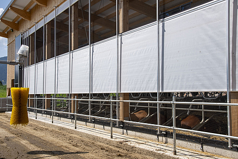 Exterior view of a dairy cow shed with roll-up vents