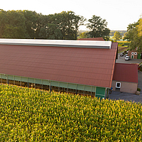 Stalgebouw met lichte nok en kronkelige ventilatie achter een maïsveld