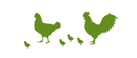 Illustratie van kippen en kuikens voor de voordelen van de Lubratec scheidingslaag in de pluimveehouderij